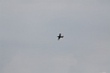 aerb 2009 077